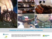 Fomentan actividad autosostenible en Paracas