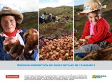 Mejoran producción de papas nativas en Cajamarca