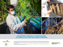 Aeropinia: Mejora la producción de semilla de papa
